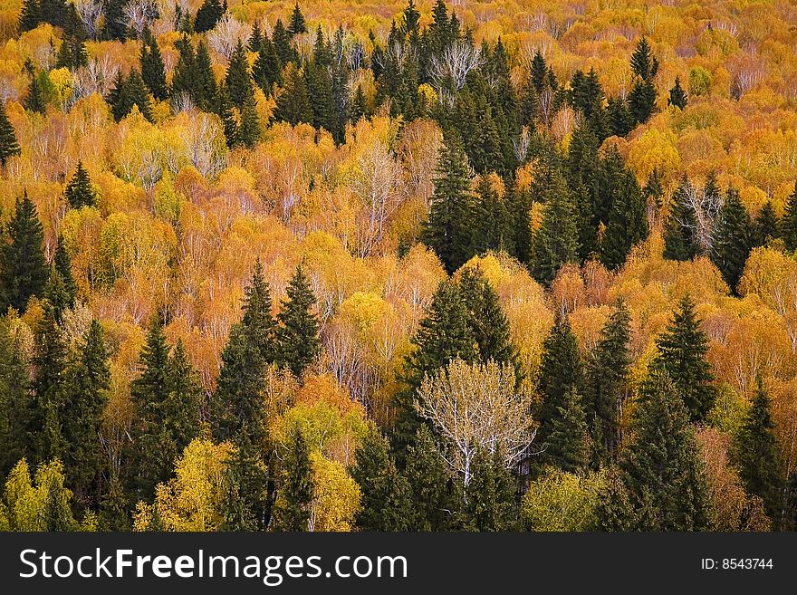 Autumn forest landscape from xinjiang,china