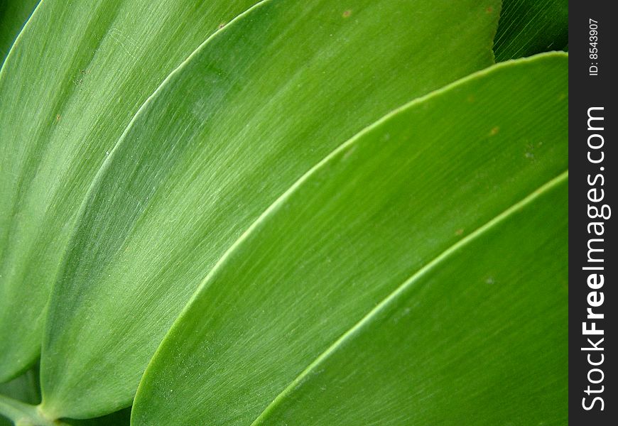 Green leaf patterns as background and wallpaper