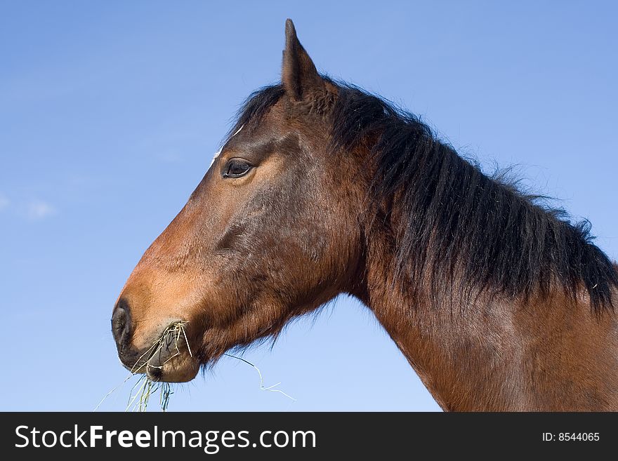 Brown horse head against blue sky