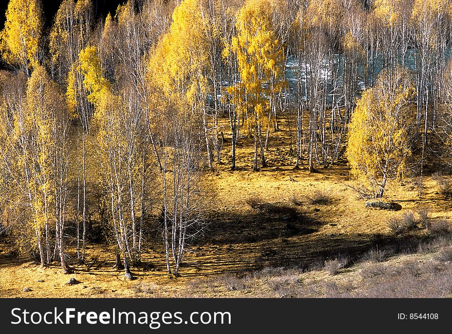 China/Xinjiang: Fall Color Of Riverside