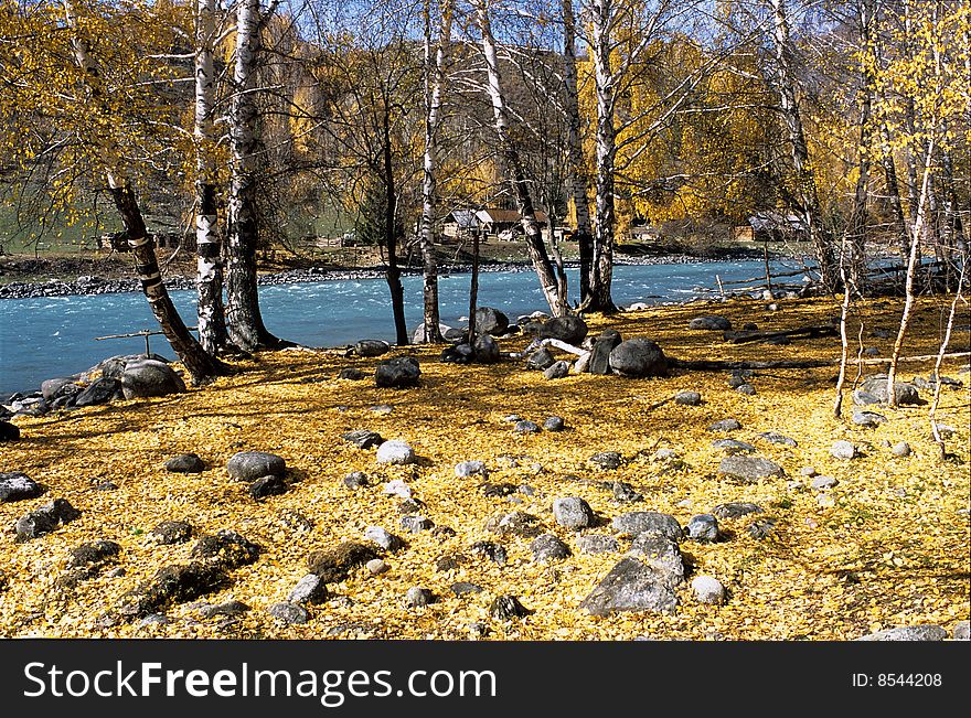 China/Xinjiang: Fallen Leaves In Autumn