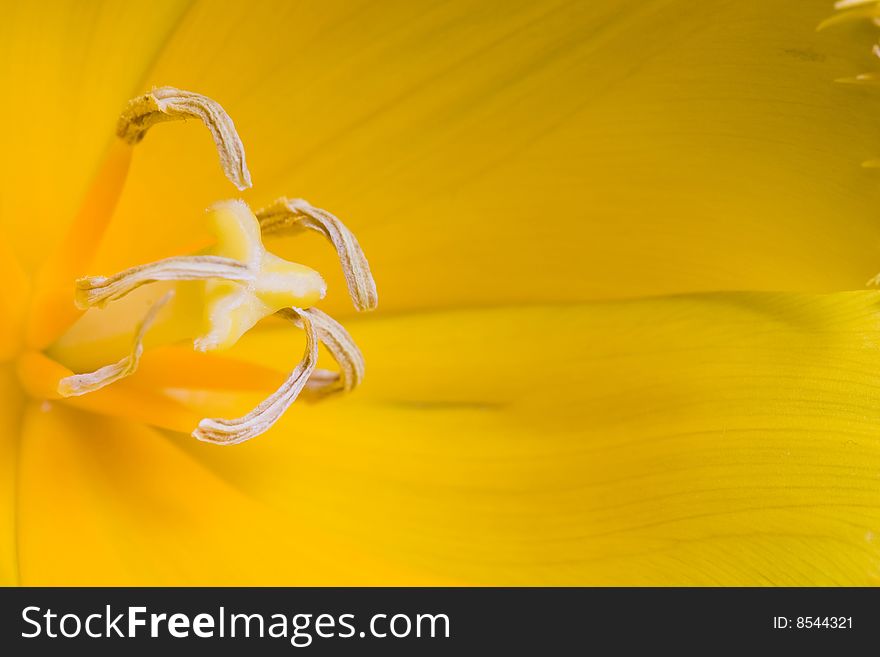 Stock photo: an image of a beautiful  yellow tulip closeup. Stock photo: an image of a beautiful  yellow tulip closeup