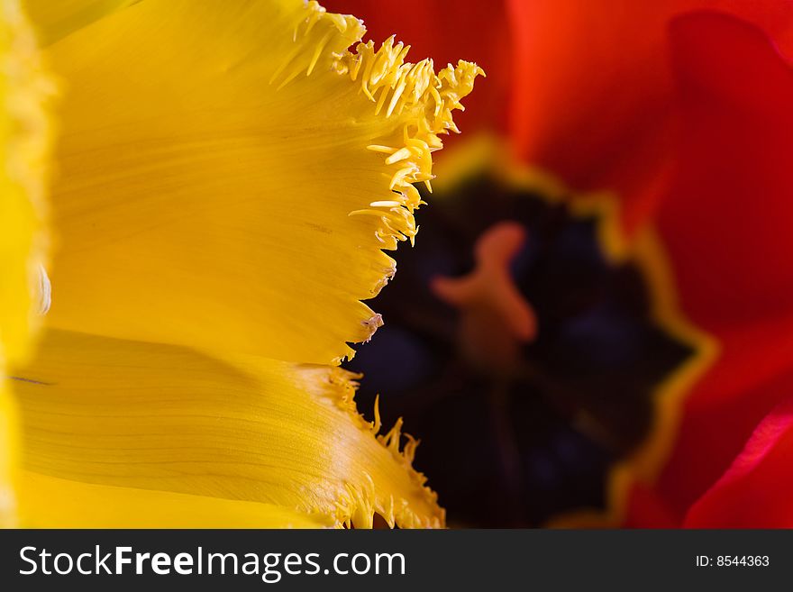 Stock photo: an image of  red and yellow tulips. Stock photo: an image of  red and yellow tulips