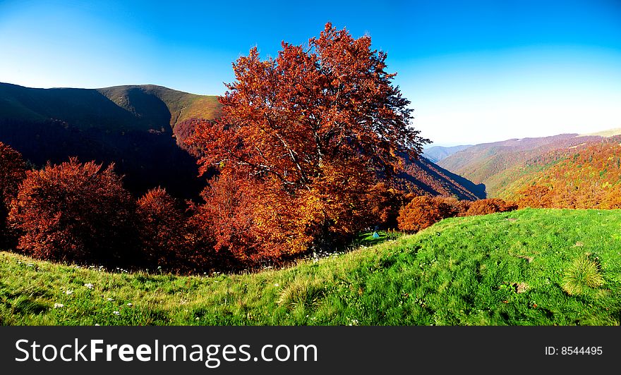 Stock photo: an image of a picture of golden autumn