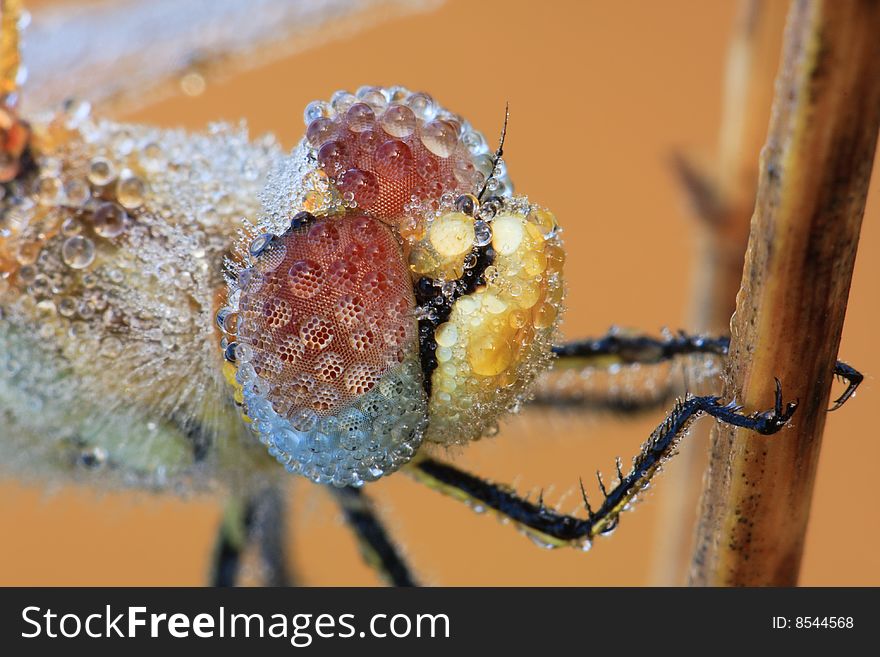 The dragonfly macro portrait
