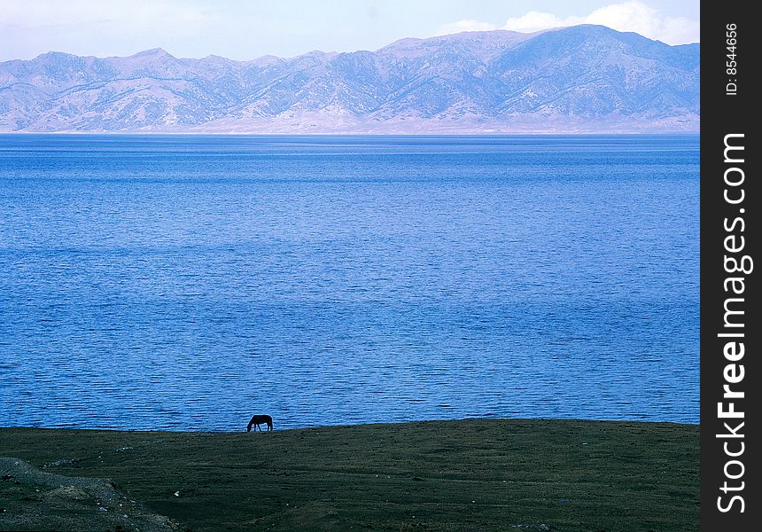 A horse is eating grass beside the Sailimu lake. A horse is eating grass beside the Sailimu lake