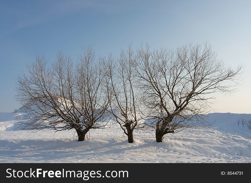 Winter landscape with couple of trees in wilderness