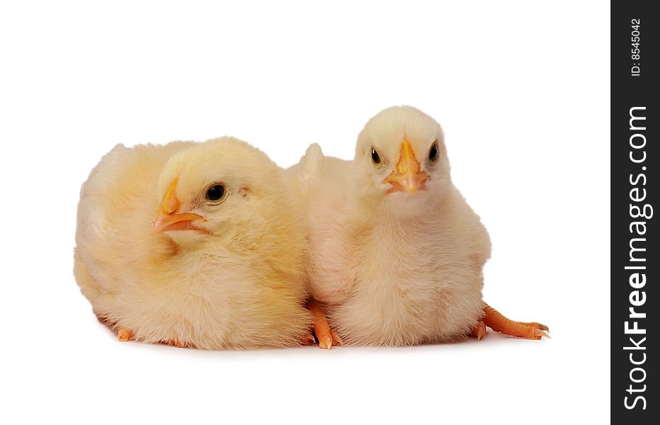 Two chickens who are represented on a white background