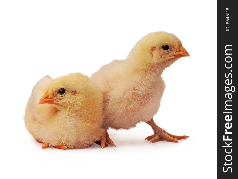 Two chickens who are represented on a white background