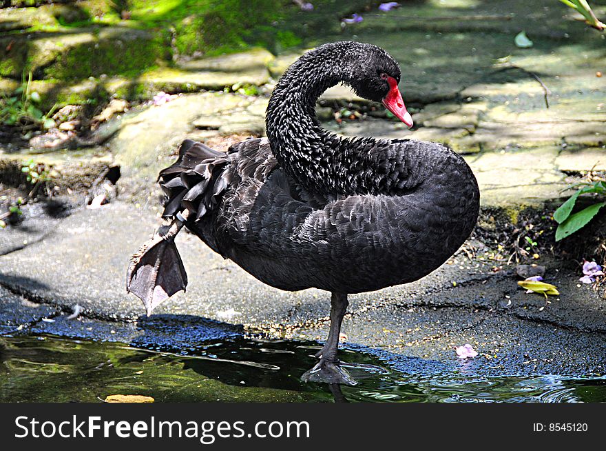 Graceful  black swan, Bali Bird Park