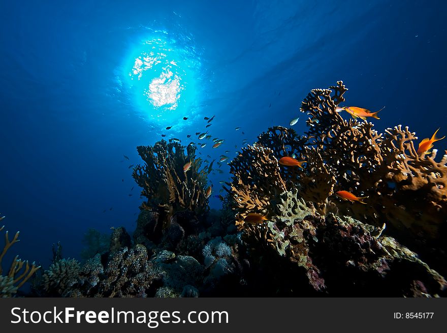 Ocean,sun and fish taken in the red sea.