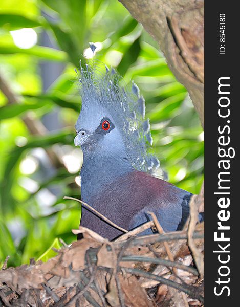 Victoria Crowned Pigeon with blue plumage and  beautiful crown