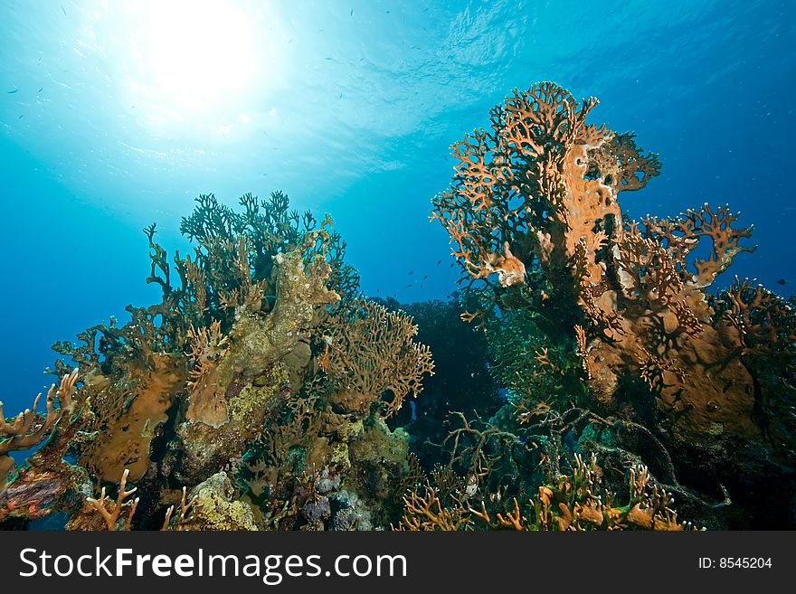 Ocean,sun and fish taken in the red sea.