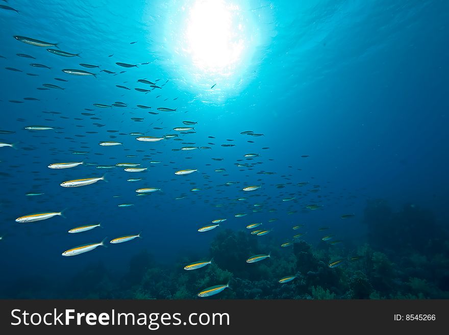 Ocean,sun and fish taken in the red sea.