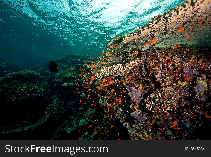 Coral and fish taken in the red sea.