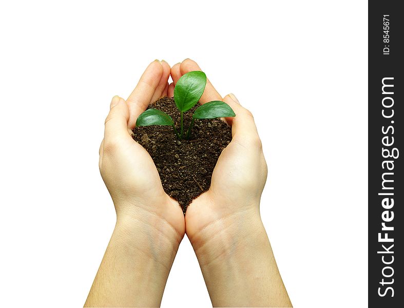 Holding a plant between hands on white. Holding a plant between hands on white