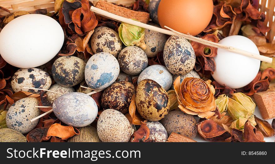 A clutch of quail eggs displayed with brown and white chicken eggs atop a heap of potpourri