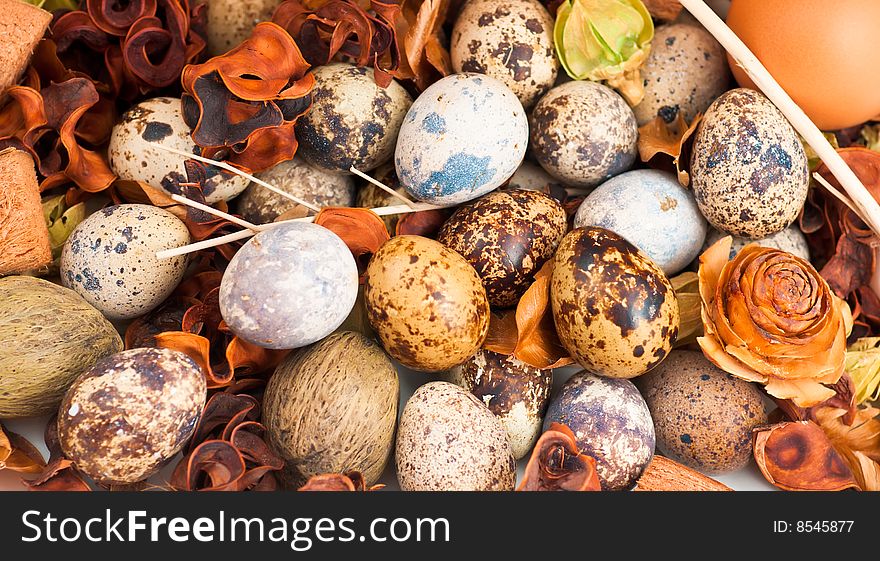 A clutch of quail eggs displayed with brown and white chicken eggs atop a heap of potpourri