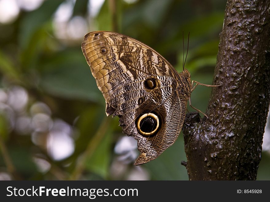 Botanic garden, Munich: butterfly (caligo eurilochus)