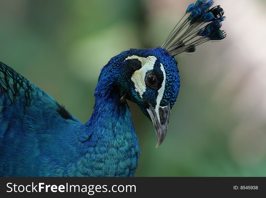 The portrait of the peacock as seen in the tropical parks.