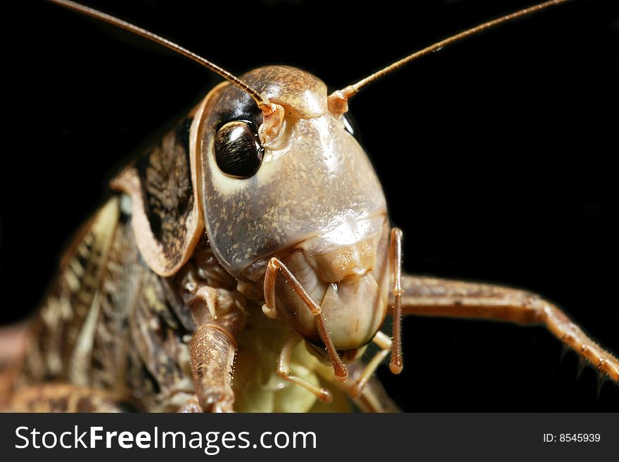 Grasshopper close up on a black background