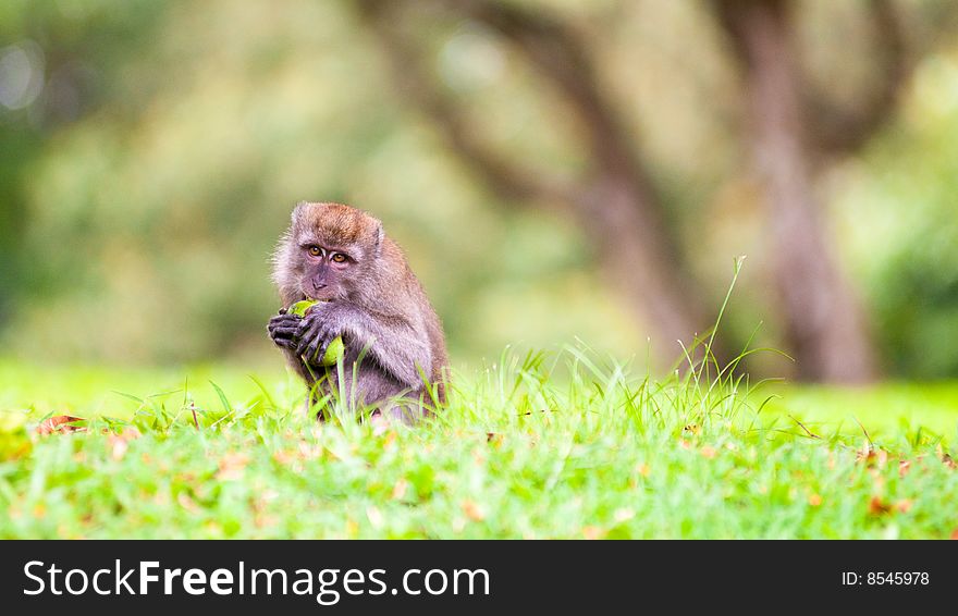 Macaque picking up and eating a fruit fallen off a tree in a public park. Macaque picking up and eating a fruit fallen off a tree in a public park