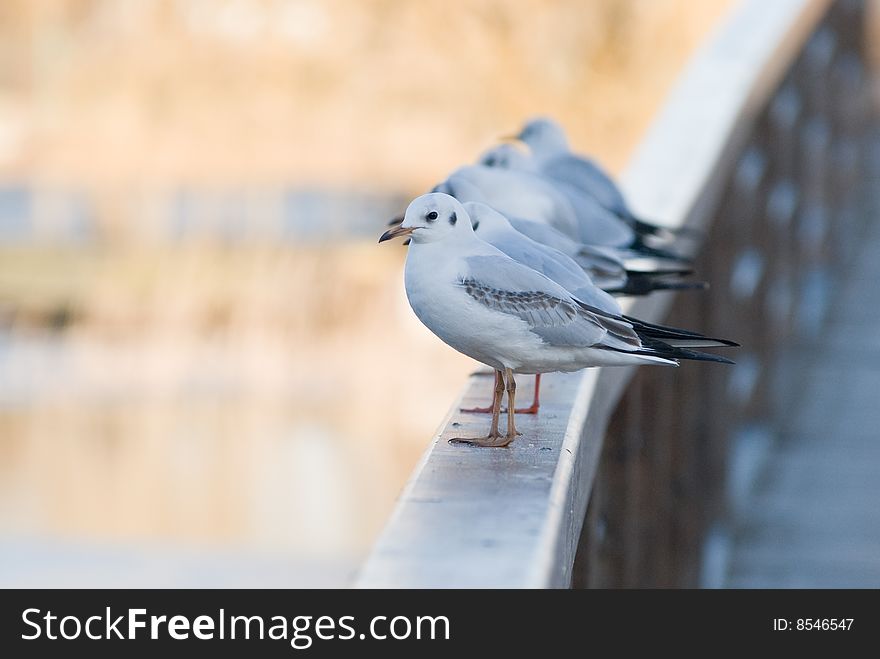 Some seagulls sitting lined up on a balustrade of a bridge. Some seagulls sitting lined up on a balustrade of a bridge