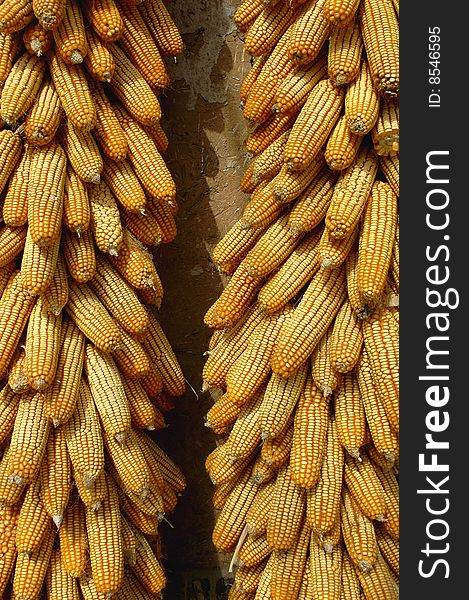 Multiple stacked corn on the golden cobs with yellow corn in the kernels. Multiple stacked corn on the golden cobs with yellow corn in the kernels