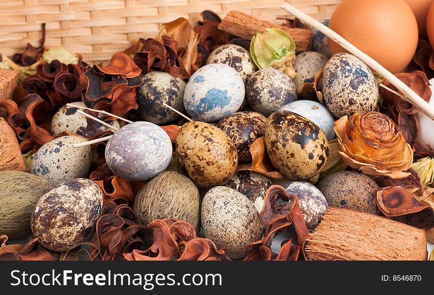 A clutch of quail eggs displayed with brown and white chicken eggs atop a heap of potpourri in a straw basket. A clutch of quail eggs displayed with brown and white chicken eggs atop a heap of potpourri in a straw basket