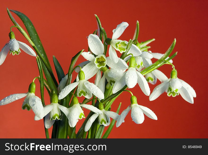 Fresh snowdrop flowers in spring. Fresh snowdrop flowers in spring