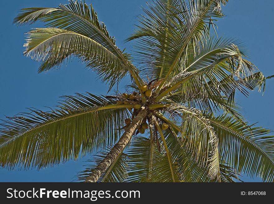 Looking up the trunk of a palm tree