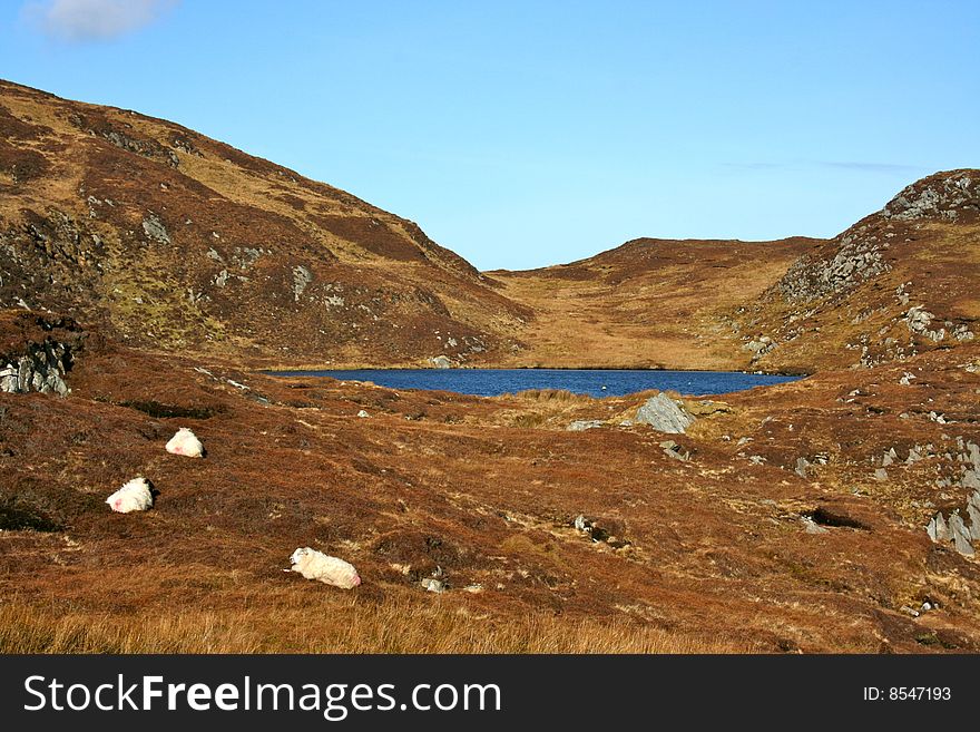 Sheep and an Irish loch. Sheep and an Irish loch.