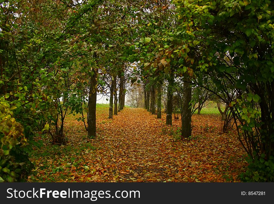 The path covered with colorful autumn foliage is through the park. The path covered with colorful autumn foliage is through the park