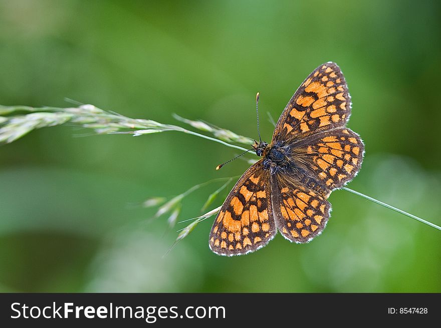 Orange butterfly waiting rain in a field. Orange butterfly waiting rain in a field