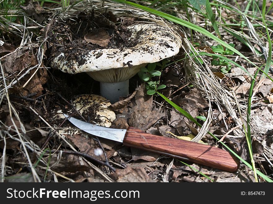 Photo of milk mushroom in the grass with knife. Photo of milk mushroom in the grass with knife