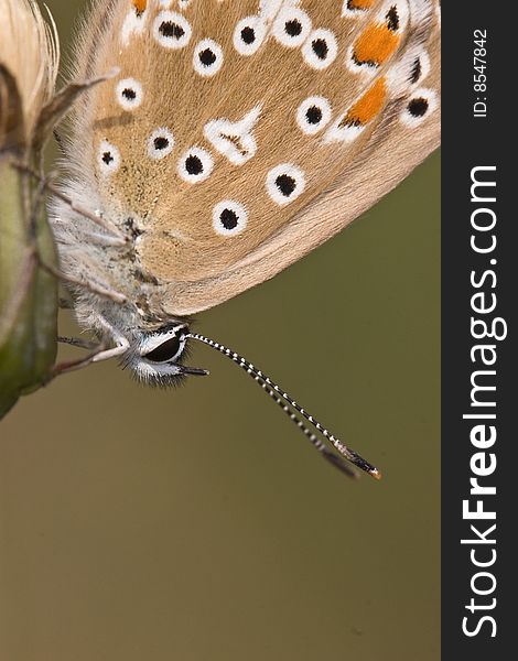 Butterfly Portrait