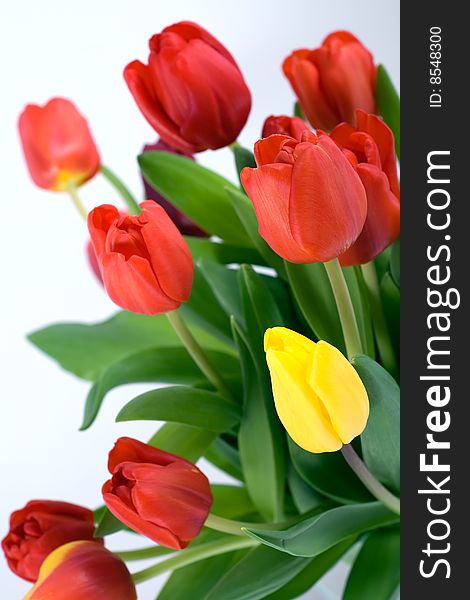 A bouquet of red tulips with one yellow tulip against a white background. A bouquet of red tulips with one yellow tulip against a white background