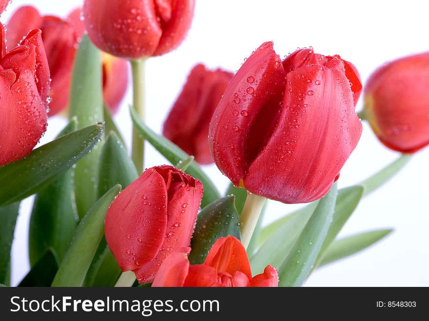 Red tulips in front a white background