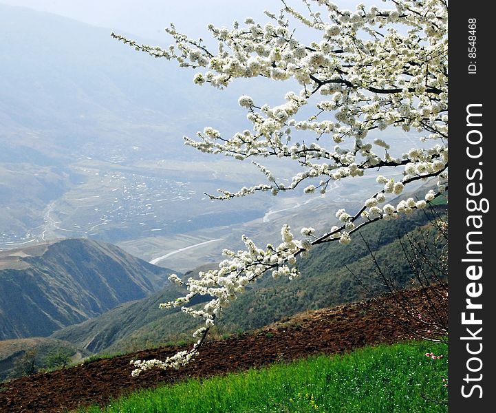 Classic Asian rice field background with white blossom. Classic Asian rice field background with white blossom