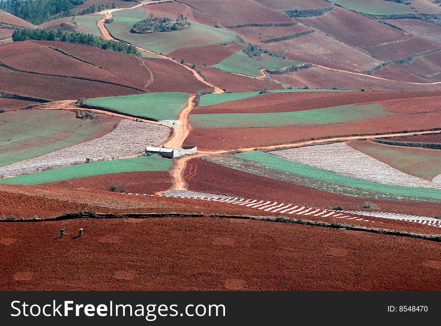 Terrace Field In Asia