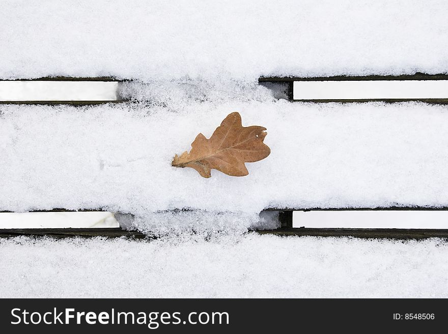 Oak leaf in wintertime
