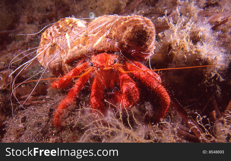 Paguro Bernardo, crab captured in the Mediterranean Sea.