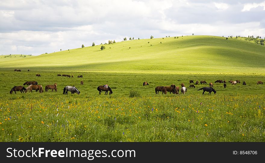 Horses are eating in the grassland. Horses are eating in the grassland