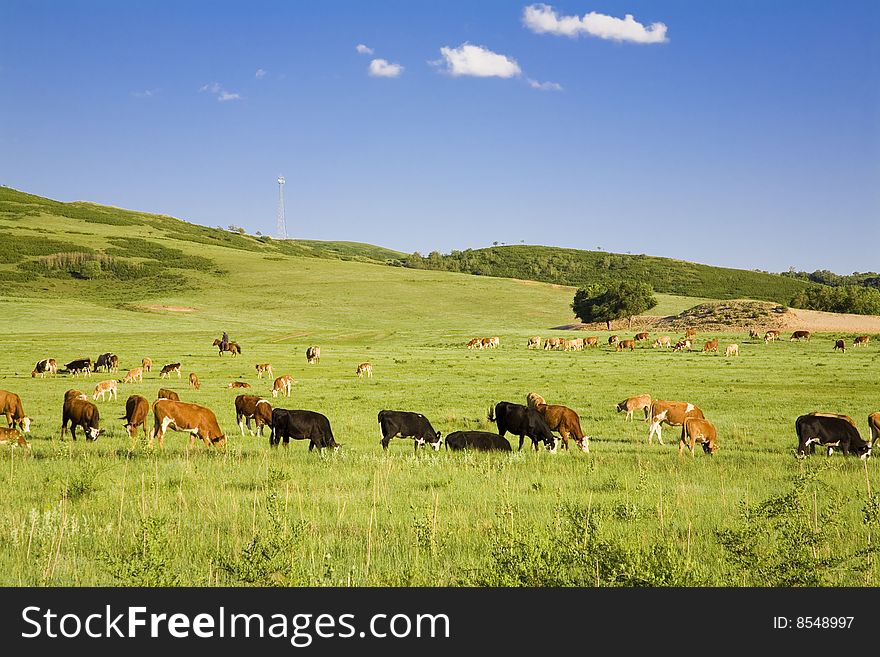 Cattle are feeding on grass. Cattle are feeding on grass