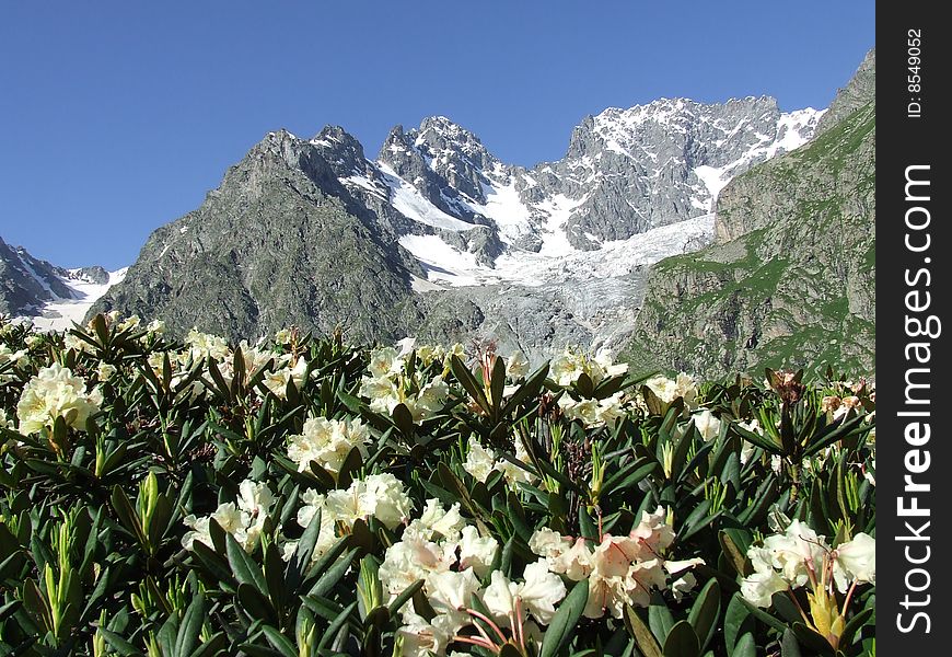 Caucasian alps. Flowers at a height 9000 foots. Caucasian alps. Flowers at a height 9000 foots