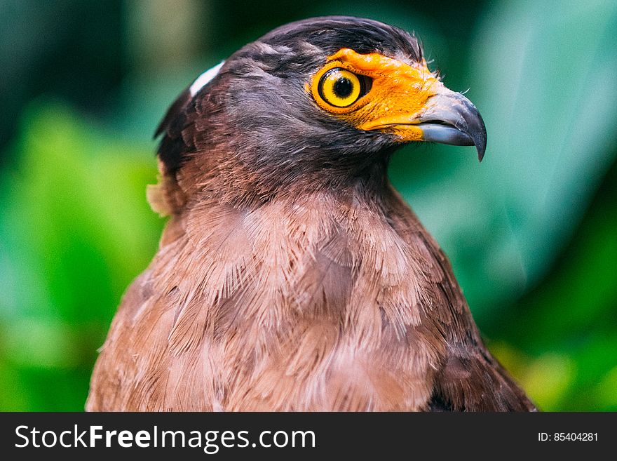 Eagle With Orange And Brown Feathers