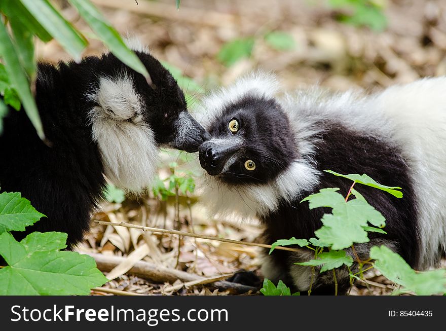 Black-And-White Ruffed Lemur