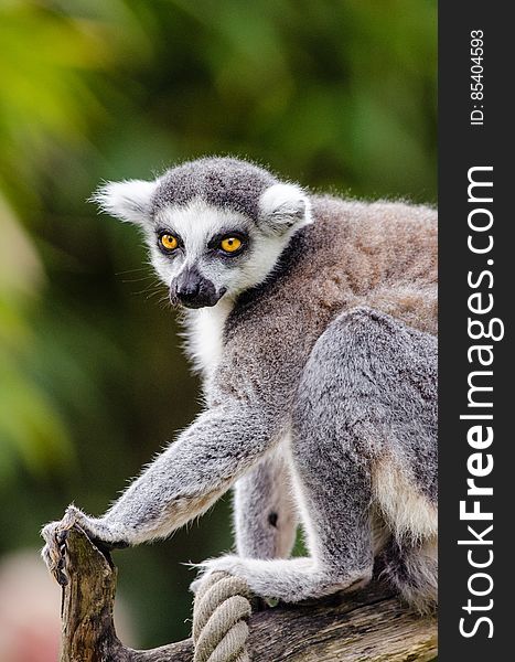 Ring-Tailed Lemur