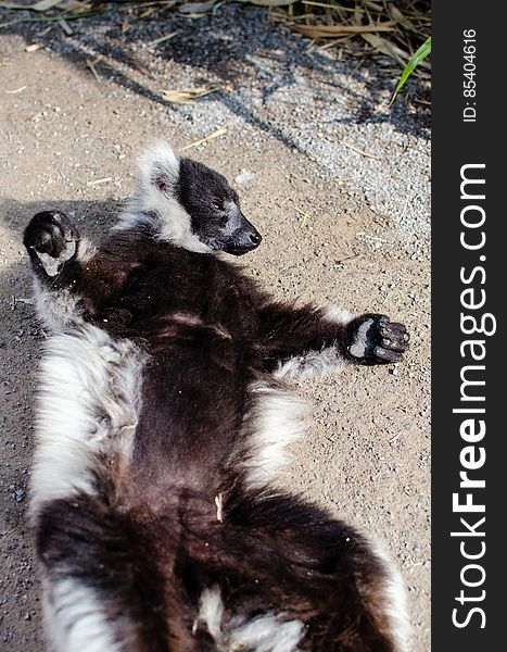 Black-And-White Ruffed Lemur