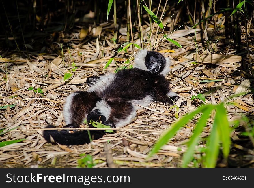 Black-and-white Ruffed Lemur